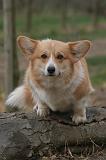 CORGI PEMBROKE 1481